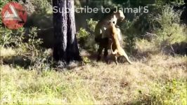 Wild Animals Fighting  Lion vs Baboon Buffalo Video African Animals