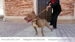 سگ پیت بول american pitbull terrier