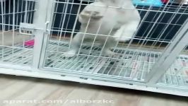 فروش توله بولداگ انگلیسی  English Bulldog Puppy