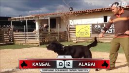 Kangal VS Alabai