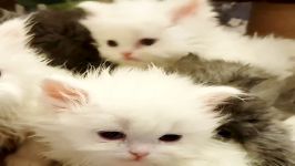 بچه گربه های کوچولو ، شهری پر فرشته های کوچولو در مجموعه پرشین کت ایران ۰۹۱۲۲