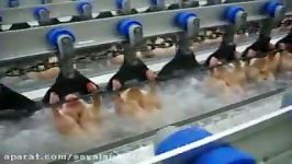 Water chilling line at automatic poultry line