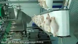 Chicken legs on chicken processing line collector