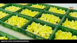 automatic chicken processing plant