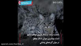 آشنایی مرگبار ترین خطرناک ترین گربه دنیا