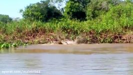 لیوپارد  شیر  پلنگ در مقابل تمساح
