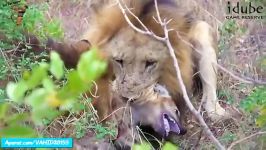 جنگ نبرد دیدنی بین شیر کفتار شکار کفتار توسط شیر