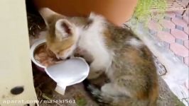 Talking Kitty Cat Masha بچه گربه سخنگو