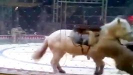 حمله یک شیر ببر به اسبی در سیرک چین تلاش کارکنان سیرک برای رهایی اسب