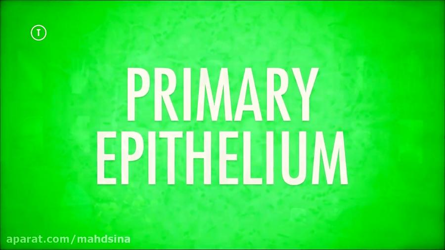 Tissues Part 2  Epithelial Tissue Crash Course AP #3