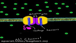 توضیح کامل عملکرد کانال ولتاژی سدیم  زیست یازدهم