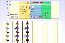 بررسی دقیق کانالهای سلول عصبی درپتانسیل عمل زیست یازدهم