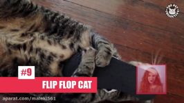 Funny Pet Video Countdown Compilation