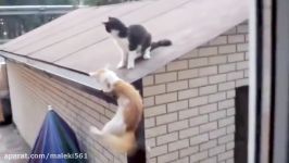 New Funny Animal Epic Fail Compilation Video  Funniest Most viewed Cat Video Ever