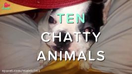 Ten Chatty Animals Funny Animal Compilation