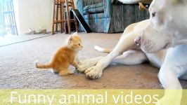Funny animal videos  funny jokes  short funny jokes  funny cat videos