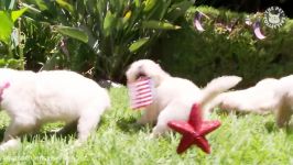 Funny Grillmaster 4th of July Pet Video Compilation 2016