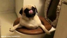 Funny Dogs  Worlds Funniest Dog Video Ever