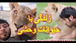 زندگی جوان ثروتمند اماراتی شیر پلنگ دیگر حیوان