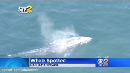 Whale Spotted Off Manhattan Beach