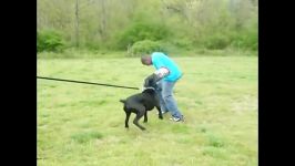 سگ کن کورسو CANE CORSO