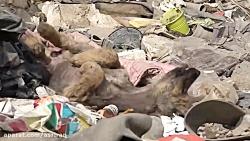 وضعیت نابسامان تفکیک زباله در گود محمودآباد شهرری