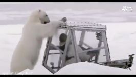 حمله خرس قطبی به فیلمبردار حیات وحش