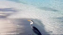 دسته کوسه در سواحل زیبای کشور مالدیو