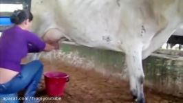 Intelligent Technology Smart Farming Automatic Cow Milking Collecting Eggs Shearing Sheep Feeding