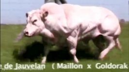 Intelligent Technology Smart Modern Farming USA Amazing Techniques Cow Breeding Super Charolais