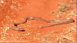 Monkey vs King Cobra Real Fight ↛ Snake Mongoose Lion Lizard Squirrel Attack Compilation