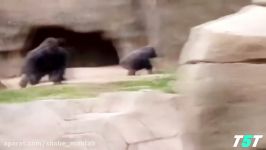 Top 5 Gorilla Fights On Camera  Zoo Fight