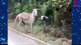 caidas graciosas al montar un burro  vídeo de risa