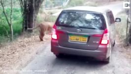 Angry Lion Attacks Safari Car In India