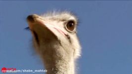 Three Cheetah Vs Ostrich Fight To Death  Ostrich Fail To Protect Her Eggs From Animal Hunting