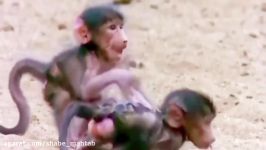 Amazing Baboon Elephant Mother Save Her Baby From Crocodile Hunting Wild Boar Brave Zebra Fights