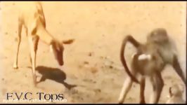 Baboons Territory VS Lion Territory  Craziest Animals FVC Tops Special