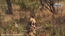 LEOPARD vs HYENA Real Fight ►► Lion Crocodile Gorilla Big Baboon Cheetah  Wild Animal Attacks