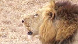 5 Lion vs 20 Buffalo  Lions attacking baboons failed on Tree ⇅ Leopard vs Baboon vs Fox vs Seal