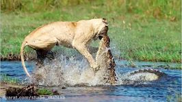 Crocodile Vs Lion Battle Fight Is In Seriously Injuried  Who Win