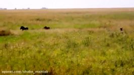 Unbelievable Cheetah Warthog Fight Is In Seriously Injured  Who Win 