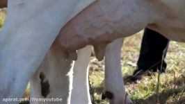 Intelligent Technology Smart Farming Bulls Mutants Show Super Charolais Cow Shoeing Hoof Treatment