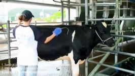 Intelligent Technology Smart Farming Automatic Cow Milking Machine Feeding Cleaning Milk Production