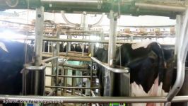 Intelligent Technology Smart Farming Automatic milking machine Feeding Cleaning Operation Cow Goat