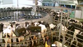 Intelligent Technology Smart Farming Automatic Cow Milking Machine Feeding Cleaning Milk Production