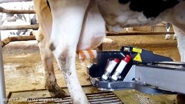 Intelligent Technology Smart Farming Modern Automatic Cow Milking Shoeing Cleaning Transportation