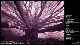 عکاسی مادون قرمز یک درخت انجیر هندی