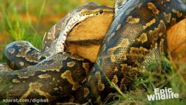 African Rock Python Eats Animal