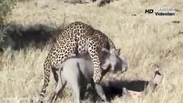 TİGER vs PYTHON Real Fight ►► Snake Leopard Wild Boar Grizzly Bear Lion Hippo 