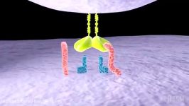 HIV life cycle How HIV infects a cell and replicates itself using reverse transcriptase